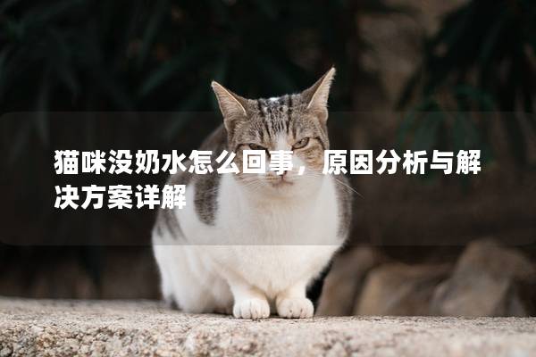 猫咪没奶水怎么回事，原因分析与解决方案详解