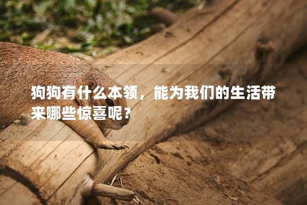 狗狗有什么本领，能为我们的生活带来哪些惊喜呢？