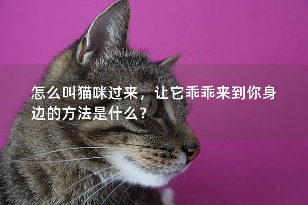 怎么叫猫咪过来，让它乖乖来到你身边的方法是什么？