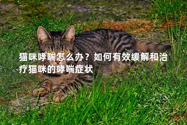 猫咪哮喘怎么办？如何有效缓解和治疗猫咪的哮喘症状