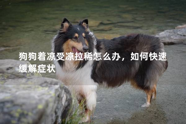 狗狗着凉受凉拉稀怎么办，如何快速缓解症状