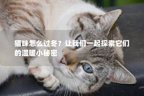 猫咪怎么过冬？让我们一起探索它们的温暖小秘密