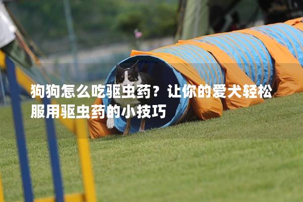 狗狗怎么吃驱虫药？让你的爱犬轻松服用驱虫药的小技巧