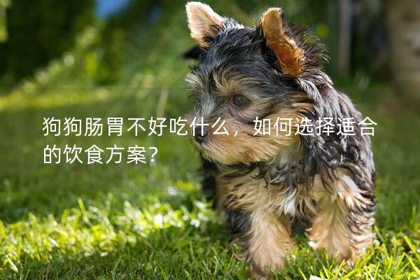 狗狗肠胃不好吃什么，如何选择适合的饮食方案？