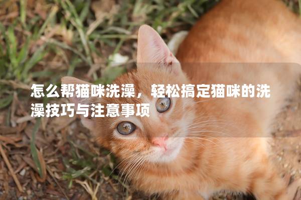 怎么帮猫咪洗澡，轻松搞定猫咪的洗澡技巧与注意事项
