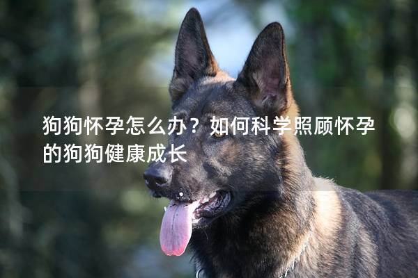 狗狗怀孕怎么办？如何科学照顾怀孕的狗狗健康成长