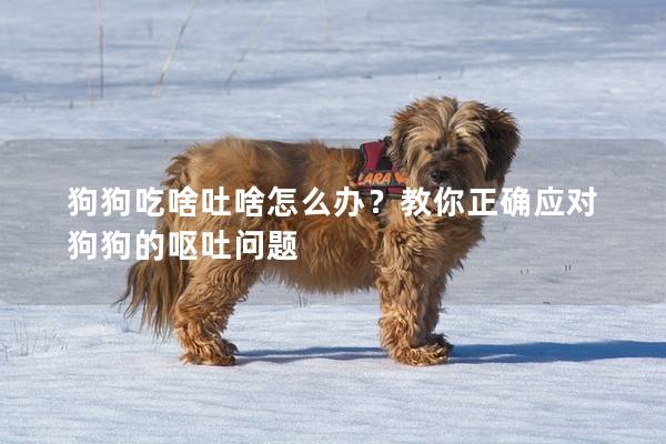 狗狗吃啥吐啥怎么办？教你正确应对狗狗的呕吐问题