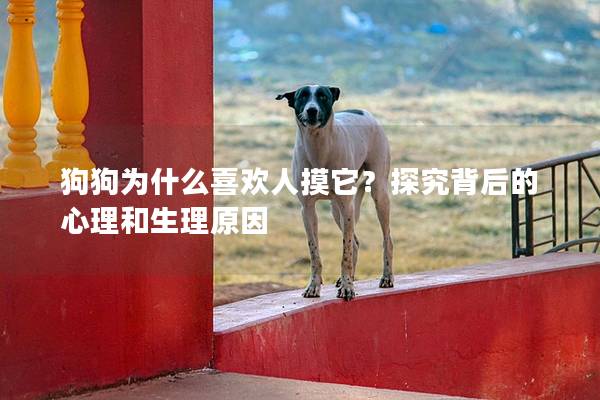 狗狗为什么喜欢人摸它？探究背后的心理和生理原因