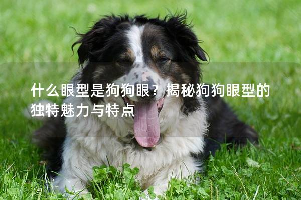什么眼型是狗狗眼？揭秘狗狗眼型的独特魅力与特点