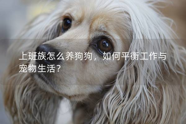 上班族怎么养狗狗，如何平衡工作与宠物生活？