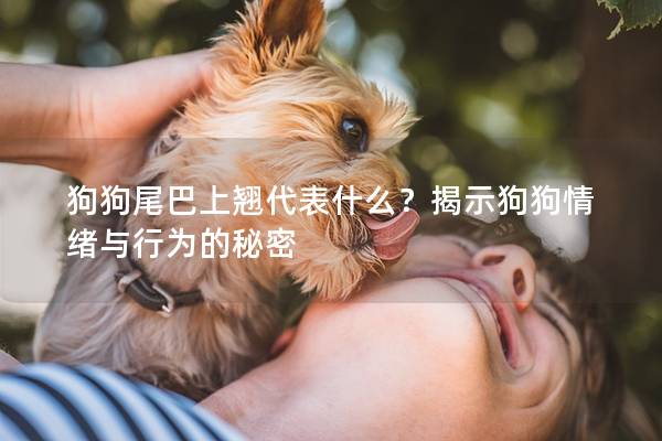 狗狗尾巴上翘代表什么？揭示狗狗情绪与行为的秘密