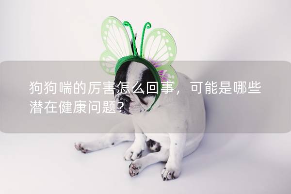 狗狗喘的厉害怎么回事，可能是哪些潜在健康问题？