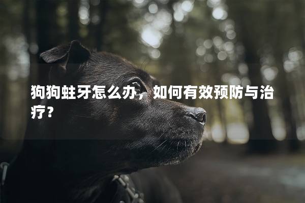 狗狗蛀牙怎么办，如何有效预防与治疗？