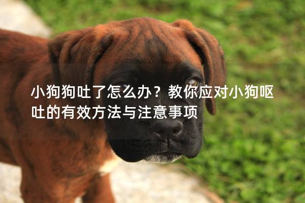 小狗狗吐了怎么办？教你应对小狗呕吐的有效方法与注意事项