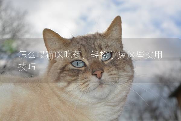 怎么喂猫咪吃药，轻松掌握这些实用技巧