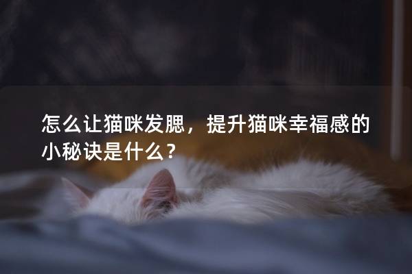 怎么让猫咪发腮，提升猫咪幸福感的小秘诀是什么？