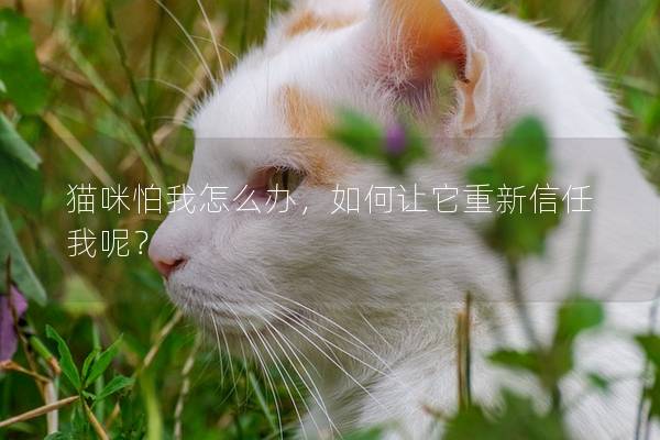 猫咪怕我怎么办，如何让它重新信任我呢？