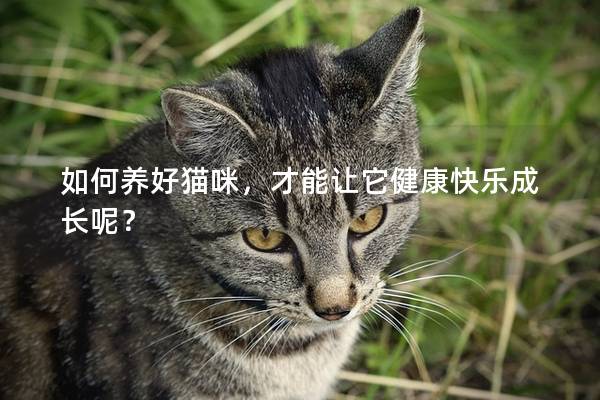 如何养好猫咪，才能让它健康快乐成长呢？