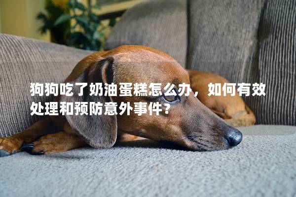 狗狗吃了奶油蛋糕怎么办，如何有效处理和预防意外事件？