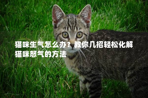 猫咪生气怎么办？教你几招轻松化解猫咪怒气的方法