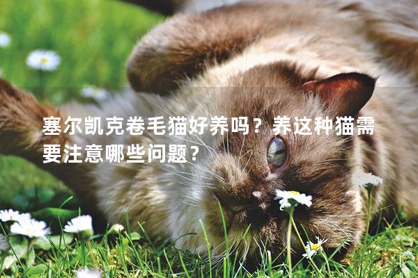 塞尔凯克卷毛猫好养吗？养这种猫需要注意哪些问题？