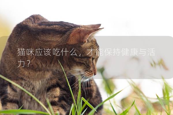 猫咪应该吃什么，才能保持健康与活力？