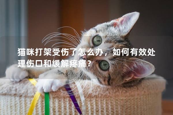猫咪打架受伤了怎么办，如何有效处理伤口和缓解疼痛？
