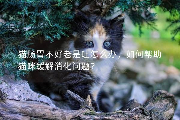 猫肠胃不好老是吐怎么办，如何帮助猫咪缓解消化问题？