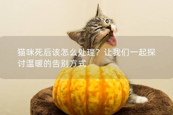 猫咪死后该怎么处理？让我们一起探讨温暖的告别方式