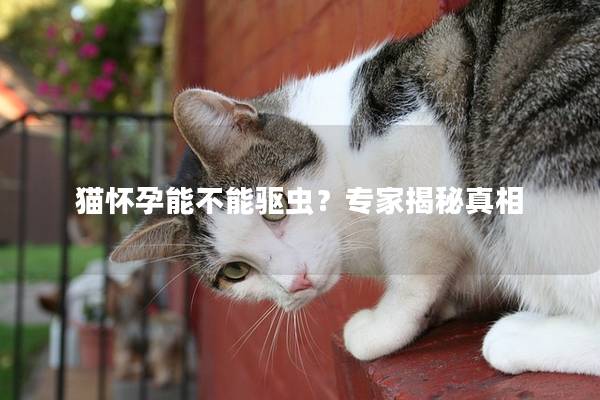 猫怀孕能不能驱虫？专家揭秘真相