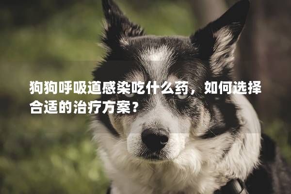 狗狗呼吸道感染吃什么药，如何选择合适的治疗方案？