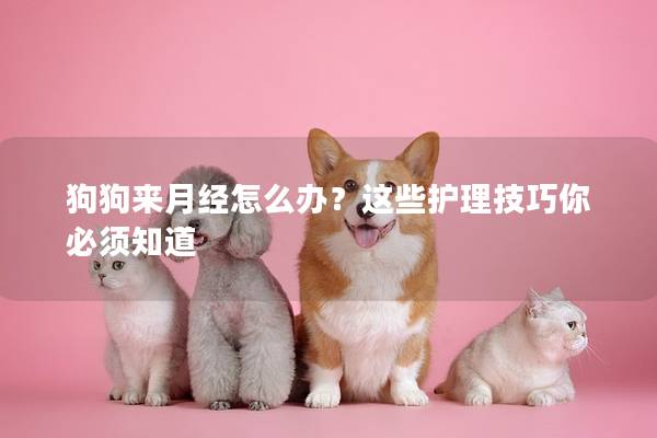 狗狗来月经怎么办？这些护理技巧你必须知道