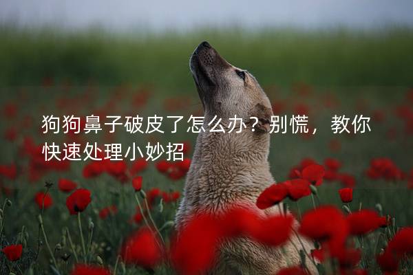 狗狗鼻子破皮了怎么办？别慌，教你快速处理小妙招
