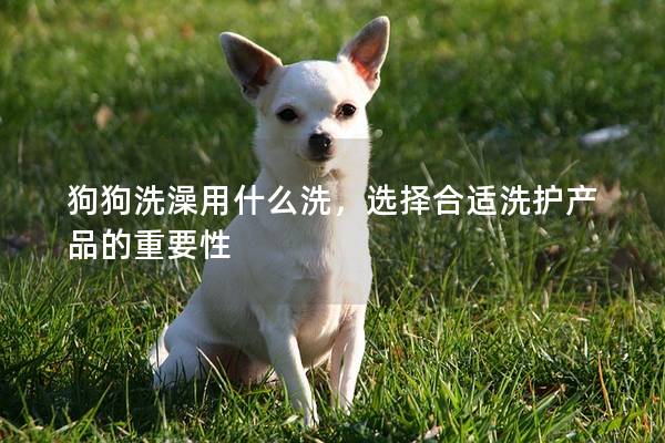 狗狗洗澡用什么洗，选择合适洗护产品的重要性