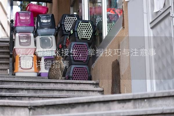 怎么帮猫咪接生，掌握技巧与注意事项的详细指南