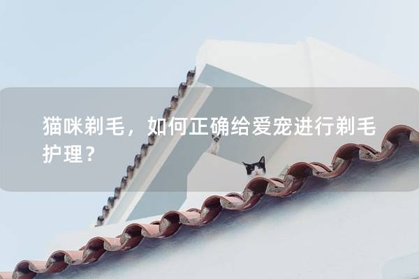 猫咪剃毛，如何正确给爱宠进行剃毛护理？