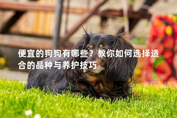 便宜的狗狗有哪些？教你如何选择适合的品种与养护技巧