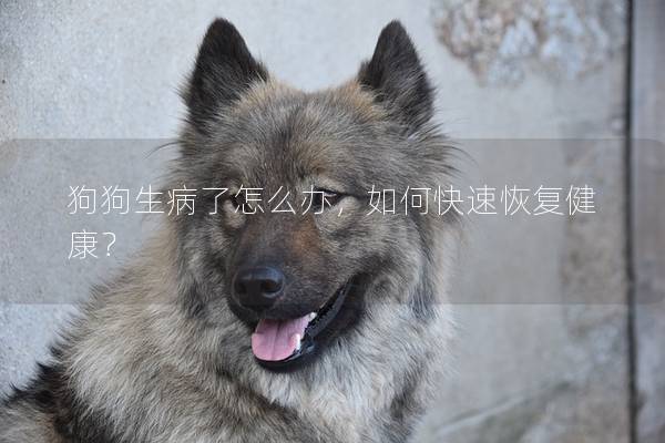 狗狗生病了怎么办，如何快速恢复健康？