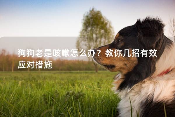 狗狗老是咳嗽怎么办？教你几招有效应对措施