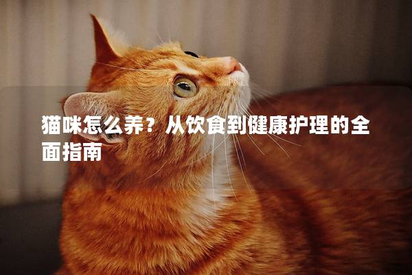 猫咪怎么养？从饮食到健康护理的全面指南