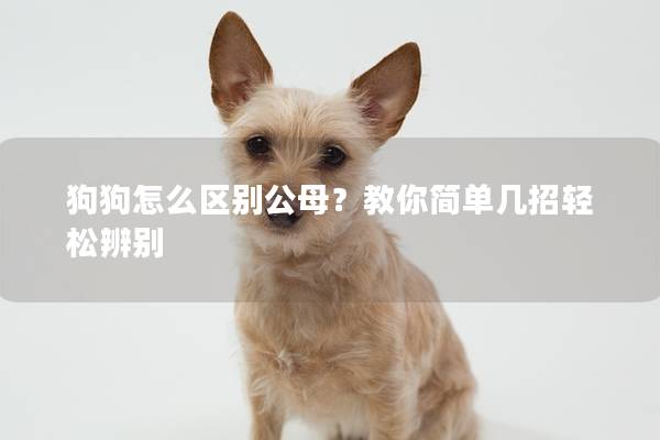 狗狗怎么区别公母？教你简单几招轻松辨别