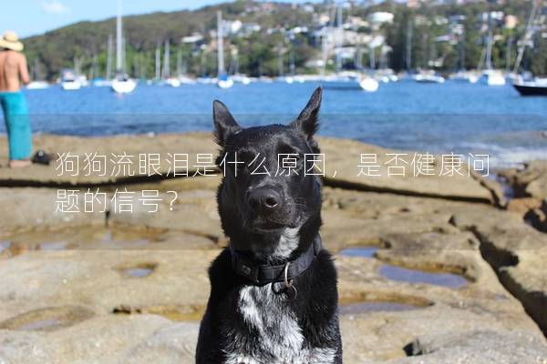 狗狗流眼泪是什么原因，是否健康问题的信号？