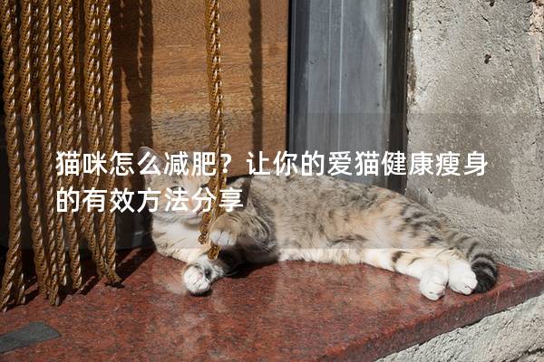 猫咪怎么减肥？让你的爱猫健康瘦身的有效方法分享