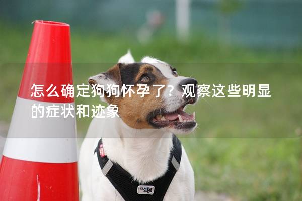 怎么确定狗狗怀孕了？观察这些明显的症状和迹象