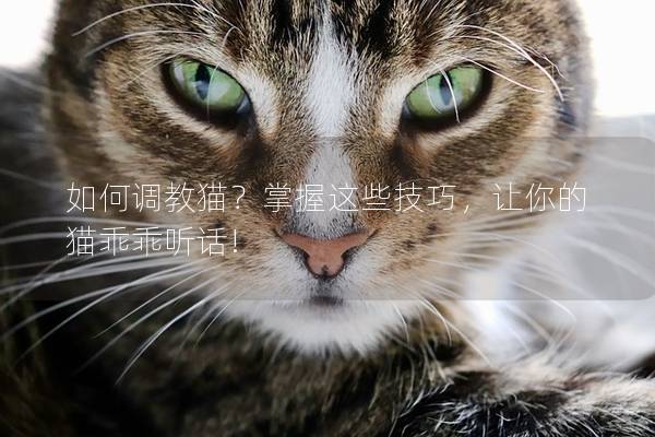 如何调教猫？掌握这些技巧，让你的猫乖乖听话!