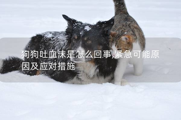 狗狗吐血沫是怎么回事,紧急可能原因及应对措施