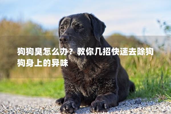 狗狗臭怎么办？教你几招快速去除狗狗身上的异味