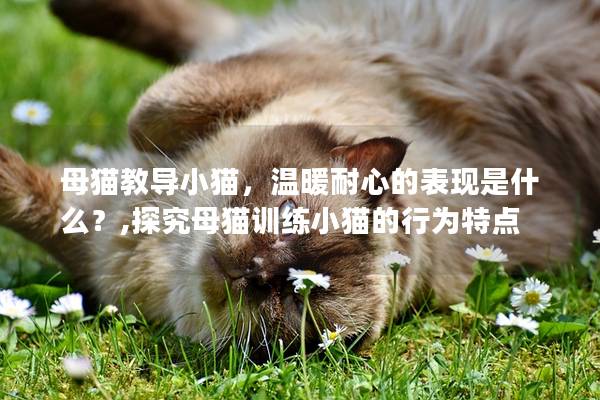 母猫教导小猫，温暖耐心的表现是什么？,探究母猫训练小猫的行为特点