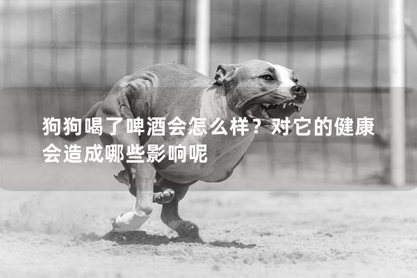狗狗喝了啤酒会怎么样？对它的健康会造成哪些影响呢