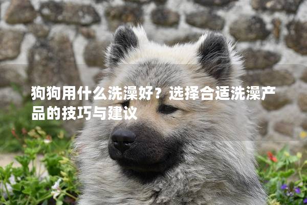 狗狗用什么洗澡好？选择合适洗澡产品的技巧与建议